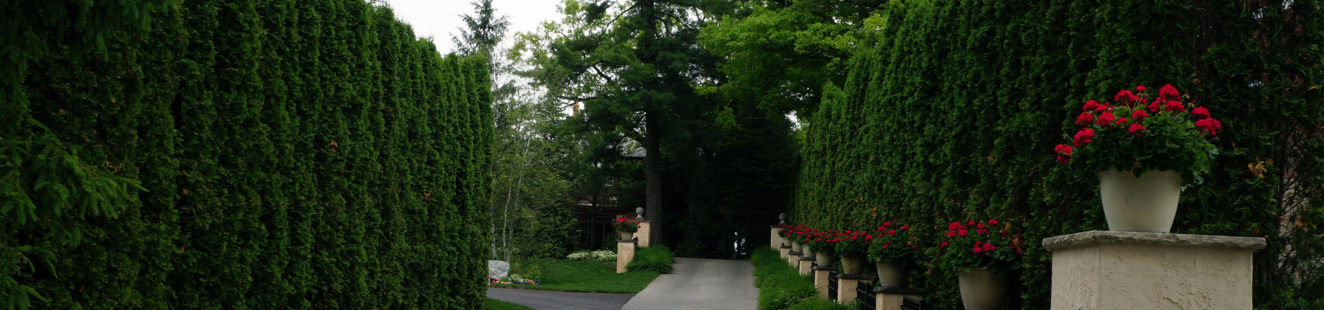 garden with privacy trees