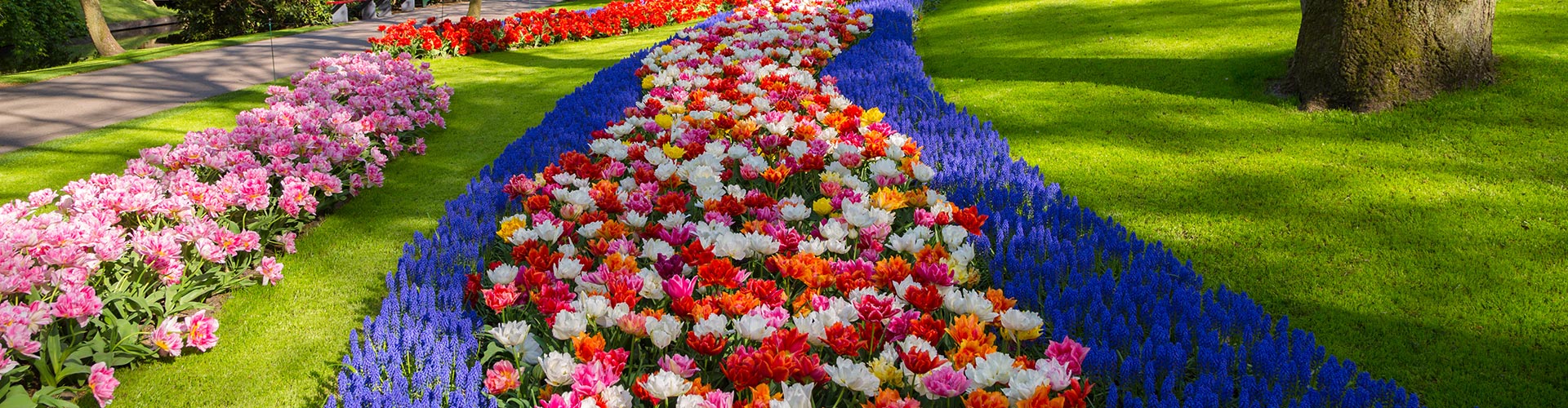 colorful seasonal flowers in a garden